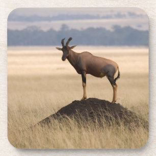 Tsessebe Antelope over het zoeken naar roofdieren Bier Onderzetter