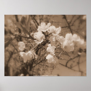 tsjechië bloesems in de lucht , sepia poster