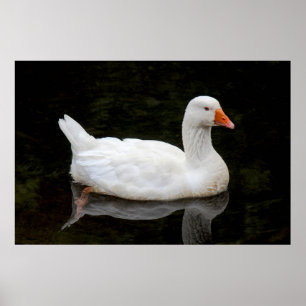 Tsjechische gans. Roath Park Lake, Cardiff, Wales  Poster