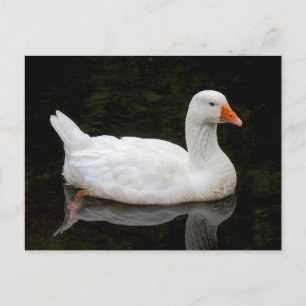 Tsjeese Gans. Roath Park Lake, Cardiff, Wales Briefkaart