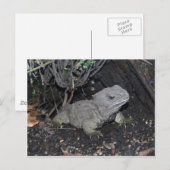 Tuatara Briefkaart (Voorkant / Achterkant)