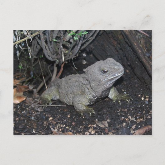 Tuatara Briefkaart (Voorkant)