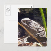 Tuatara Briefkaart (Voorkant / Achterkant)