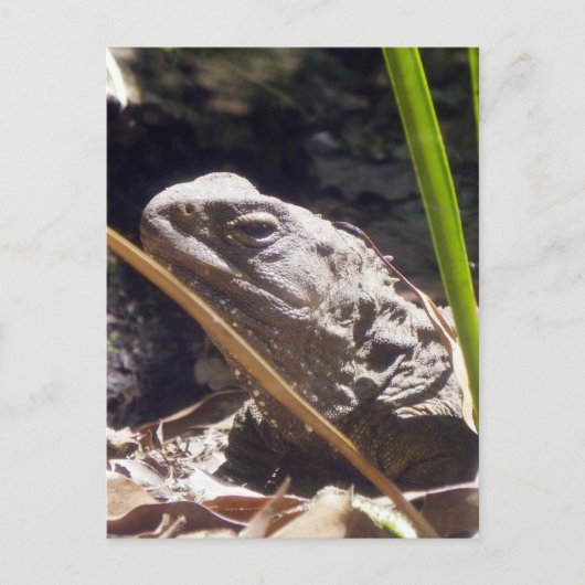 Tuatara Briefkaart (Voorkant)