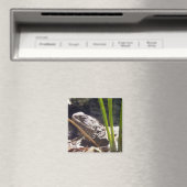 Tuatara Magneet (Insitu (Vaatwasser))