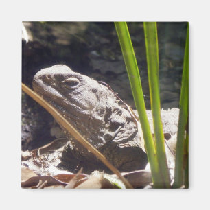 Tuatara Magneet