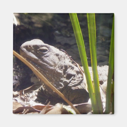 Tuatara Magneet (Voorkant)