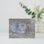 Tubby Gray Cat Briefkaart (Staand voorkant)