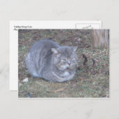 Tubby Gray Cat Briefkaart (Voorkant / Achterkant)