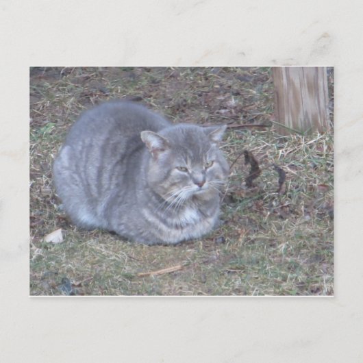 Tubby Gray Cat Briefkaart (Voorkant)