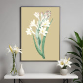 Tuberose,  bloembotanische illustratie poster