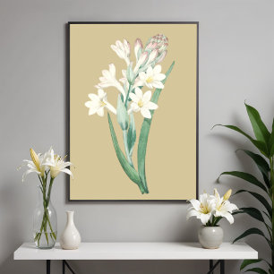 Tuberose,  bloembotanische illustratie poster