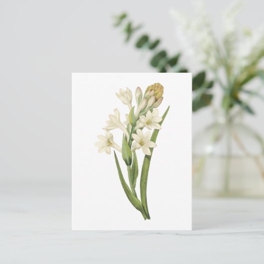 tuberose (Tuberosa sp.) van Redouté Briefkaart (Staand voorkant)