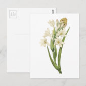 tuberose (Tuberosa sp.) van Redouté Briefkaart (Voorkant / Achterkant)