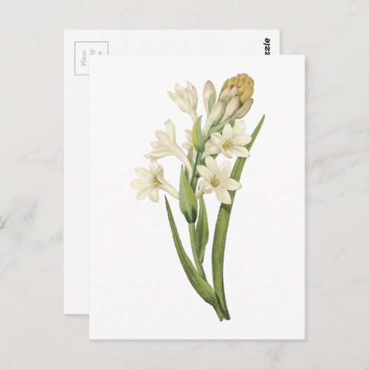 tuberose (Tuberosa sp.) van Redouté Briefkaart (Voorkant / Achterkant)