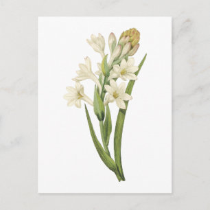 tuberose (Tuberosa sp.) van Redouté Briefkaart