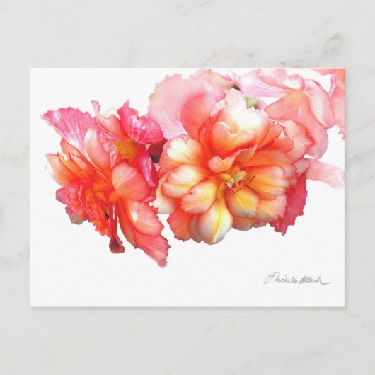 Tuberous Begonia nr. 1 Briefkaart (Voorkant)