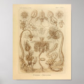  Tubulariae kleur Ernst Haeckel afdrukken Poster (Voorkant)
