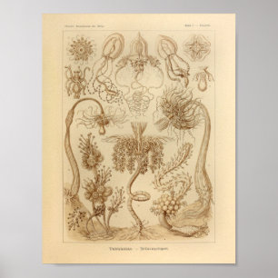  Tubulariae kleur Ernst Haeckel afdrukken Poster
