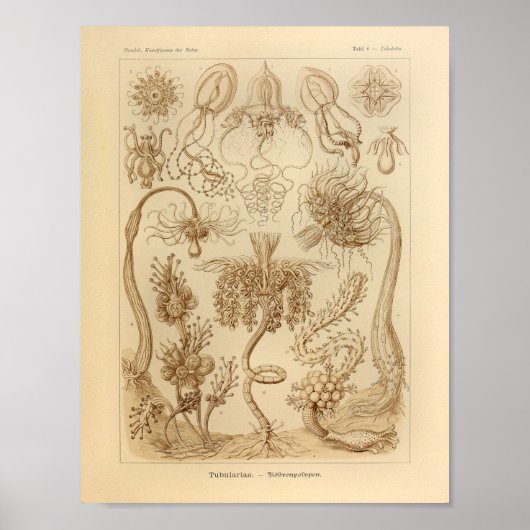  Tubulariae kleur Ernst Haeckel afdrukken Poster (Voorkant)