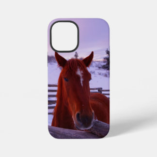 Tucker in de sneeuw iPhone 12 Mini Hoesje