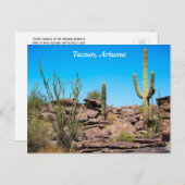 Tucson Arizona, Desert Southwest, Cacti Briefkaart (Voorkant / Achterkant)