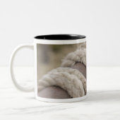 Tucson, Arizona: Reparaties en aandoeningen die wo Tweekleurige Koffiemok (Links)