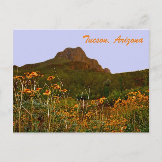 Tucson Mountain en wilde bloemen op Sunset Briefkaart (Voorkant)