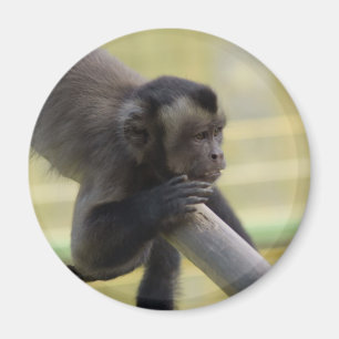 Tufed Capuchin Monkey Magnet