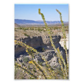 Tuff Canyon & Ocotillo, Big Bend National Park Foto Afdruk (Voorkant)