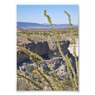 Tuff Canyon & Ocotillo, Big Bend National Park Foto Afdruk