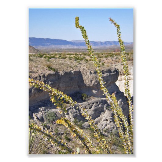 Tuff Canyon & Ocotillo, Big Bend National Park Foto Afdruk (Voorkant)