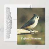Tuffed Titmouse Briefkaart (Voorkant / Achterkant)