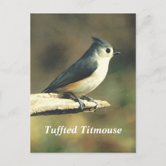 Tuffed Titmouse Briefkaart (Voorkant)