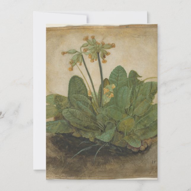 Tuft of Cowslips van Albrecht Durer (Voorkant)
