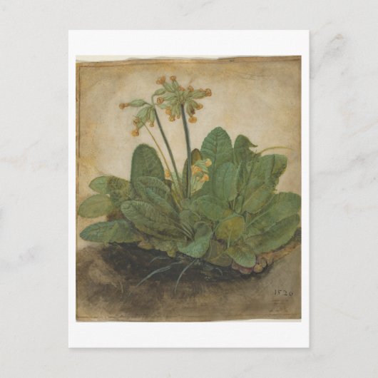 Tuft of Cowslips van Albrecht Durer Briefkaart (Voorkant)