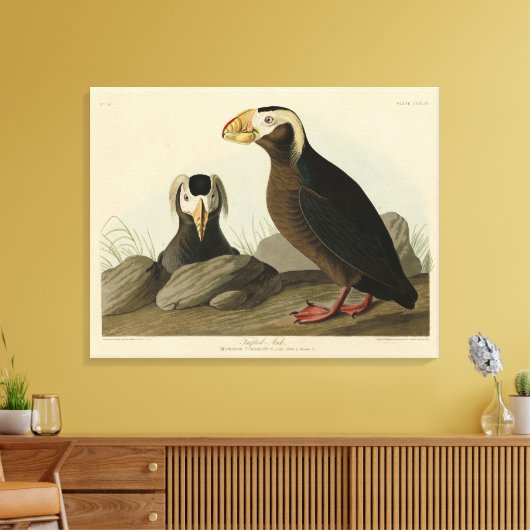 Tufted Auk (Puffin) - Amerikaanse vogels van Audub Canvas Afdruk (Insitu (Woonkamer))