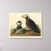 Tufted Auk (Puffin) - Amerikaanse vogels van Audub Canvas Afdruk (Voorkant)