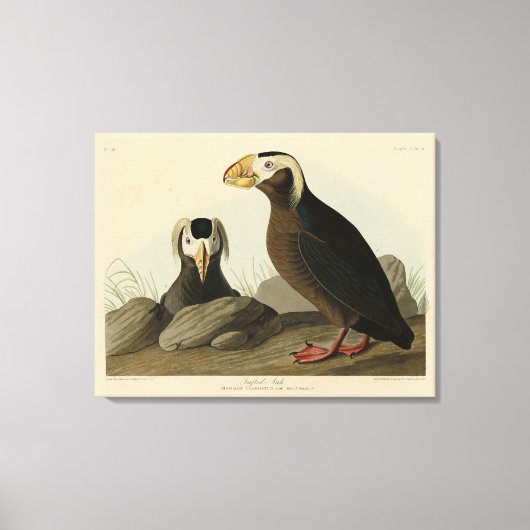 Tufted Auk (Puffin) - Amerikaanse vogels van Audub Canvas Afdruk (Voorkant)