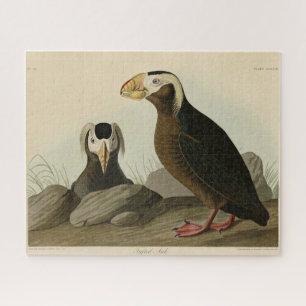 Tufted Auk (Puffin) - Amerikaanse vogels van Audub Legpuzzel