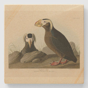 Tufted Auk (Puffin) - Amerikaanse vogels van Audub Stenen Onderzetter