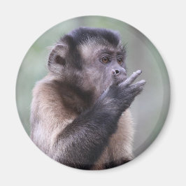 Tufted Capuchin Monkey-foto Magneet