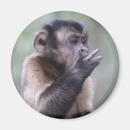 Tufted Capuchin Monkey-foto Magneet (Voorkant)