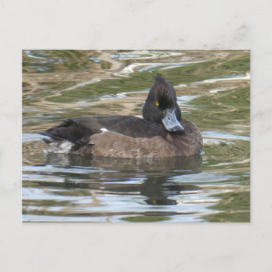 Tufted Duck DIY Briefkaart
