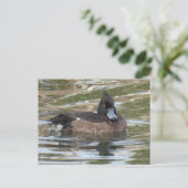 Tufted Duck DIY Briefkaart (Staand voorkant)