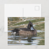 Tufted Duck DIY Briefkaart (Voorkant / Achterkant)