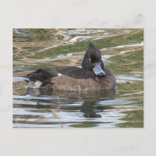 Tufted Duck DIY Briefkaart (Voorkant)