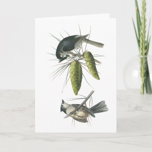 Tufted Mees, John Audubon Kaart (Voorkant)