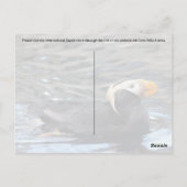 Tufted Puffin - Briefkaart (Achterkant)