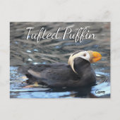 Tufted Puffin - Briefkaart (Voorkant)